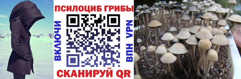 Галлюциногенные грибы Psilocybe  Абакан 